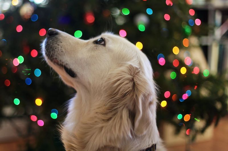 xtmas nice dog